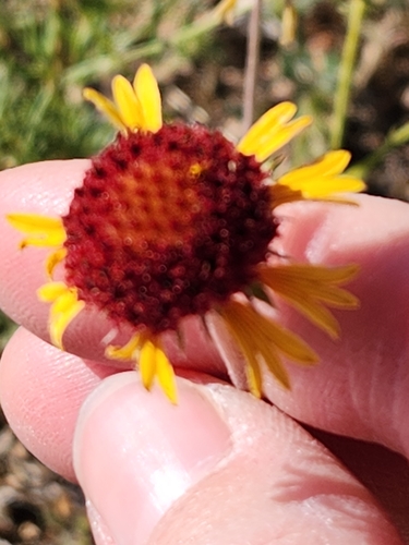 Image of Gaillardia pinnatifida by (c) Jo Roberts, some rights reserved (CC BY)