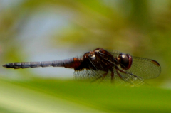 Erythrodiplax melanorubra