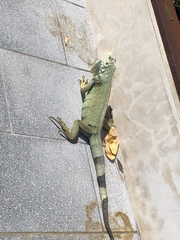 Iguana iguana