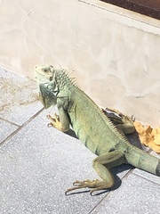 Iguana iguana
