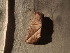 Hemiceratinae