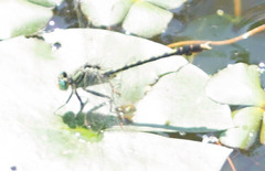 Arigomphus villosipes