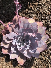 Sedeae