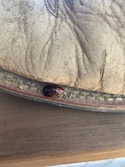 Periplaneta fuliginosa