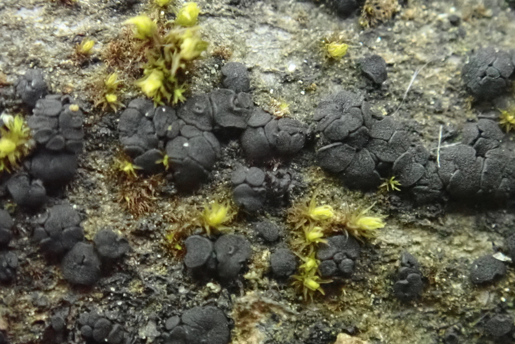 Neodermea acerina