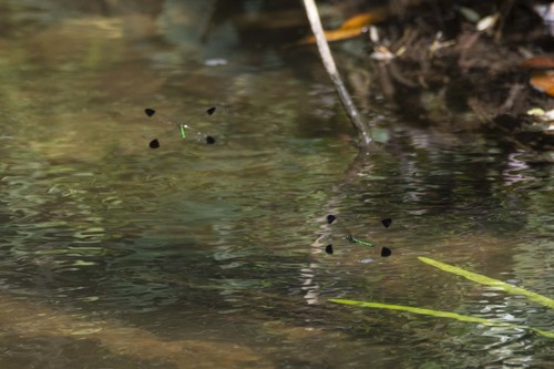 Sparkling Jewelwing photographed in Mississippi
