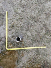 Zostera muelleri