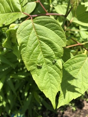 Contarinia negundinis