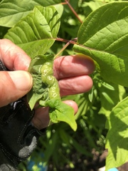 Contarinia negundinis