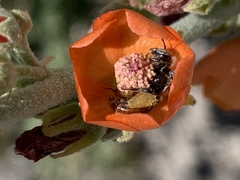 Calliopsis subalpina
