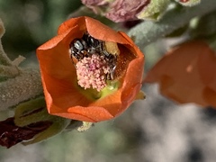 Calliopsis subalpina