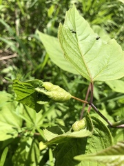 Contarinia negundinis