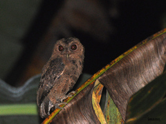 Mentawai Scops-Owl photo 1