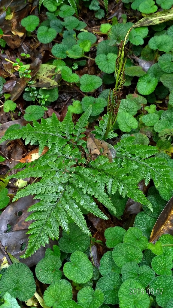 Formosa grapefern