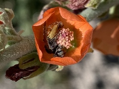 Calliopsis subalpina