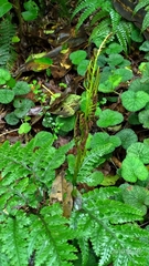 Sceptridium formosanum