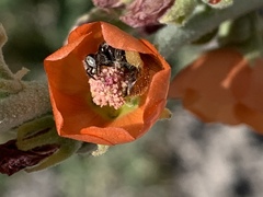 Calliopsis subalpina