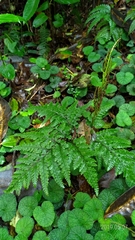 Sceptridium formosanum