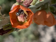 Calliopsis subalpina