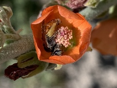 Calliopsis subalpina
