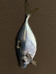 Chloroscombrus chrysurus