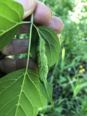 Contarinia negundinis