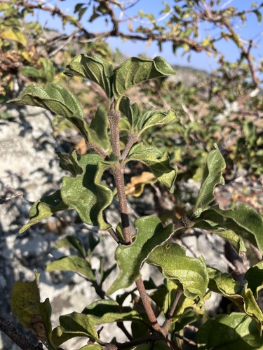 Crowned False Medlar (Vangueria macrocalyx)
