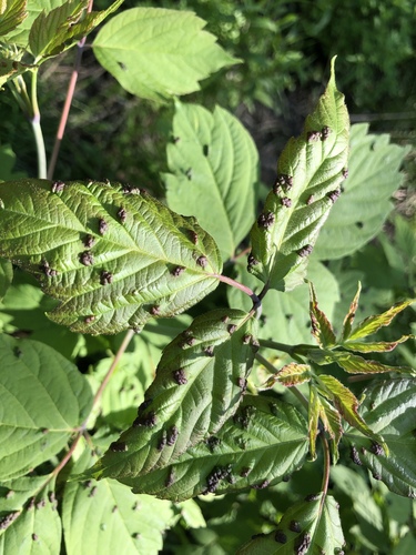 box elder pouch gall mite