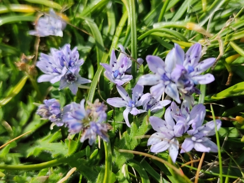 Scilla verna