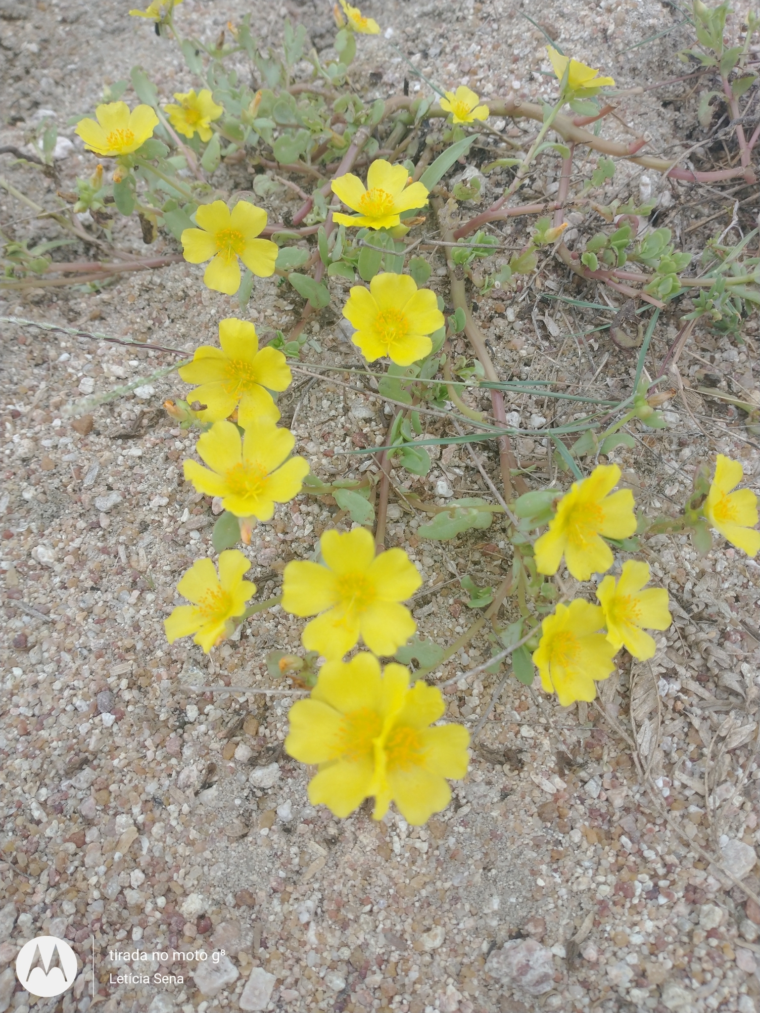Portulaca umbraticola