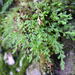 Asplenium × alternifolium alternifolium - Photo (c) Sébastien SANT, algunos derechos reservados (CC BY-NC), subido por Sébastien SANT