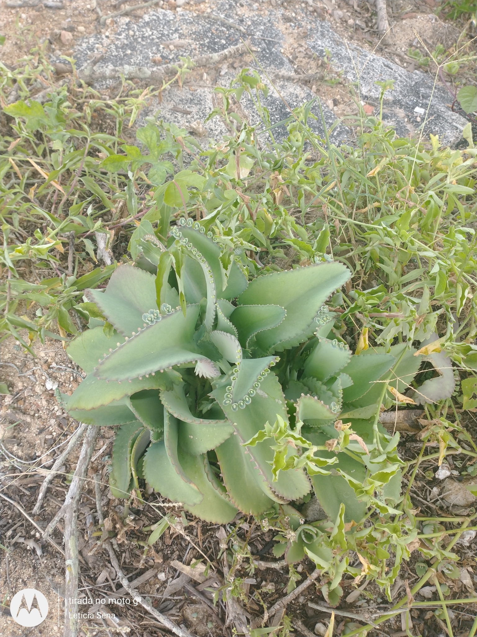 Kalanchoe laetivirens