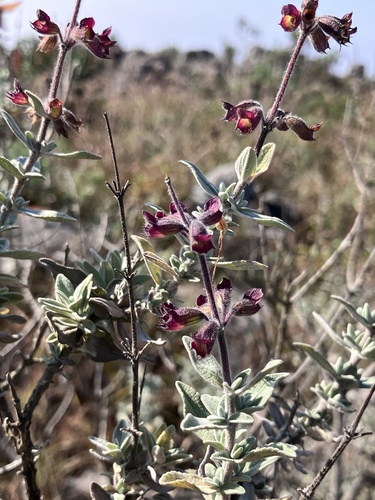 Kaapsehoop Sagebush (Syncolostemon incanus)