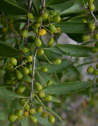 Denhamia disperma observed 2024-02-22