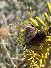 Hesperopsis libya