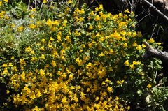 Erythranthe microphylla