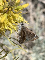 Hesperopsis libya