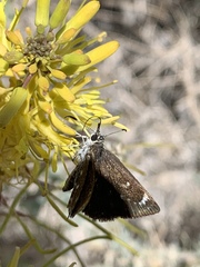 Hesperopsis libya