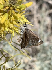 Hesperopsis libya