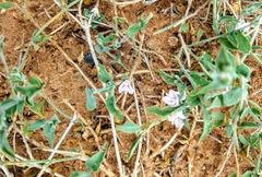 Carlowrightia texana