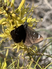 Hesperopsis libya