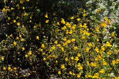 Erythranthe microphylla
