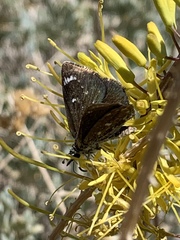 Hesperopsis libya