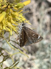 Hesperopsis libya