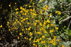 Erythranthe microphylla