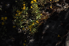 Erythranthe microphylla