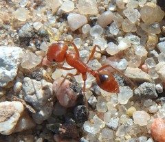 Pogonomyrmex maricopa
