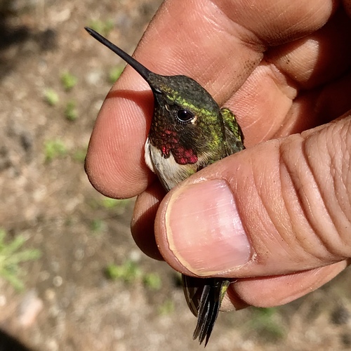 Ruby-throated Hummingbird photographed in Vermont
