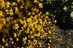 Erythranthe microphylla
