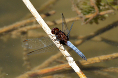 Erythrodiplax melanorubra